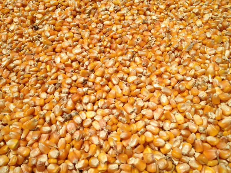 YELLOW MAIZE FOR ANIMAL FEED _ YELLOW CORN FOR ANIMAL FEED
